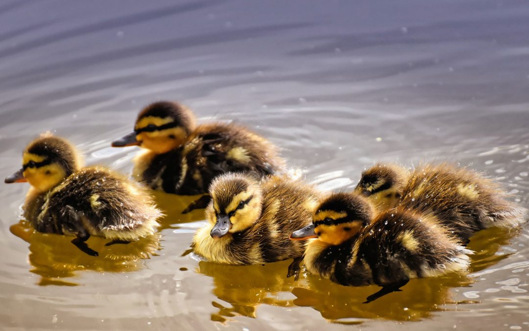 5 Little Ducks