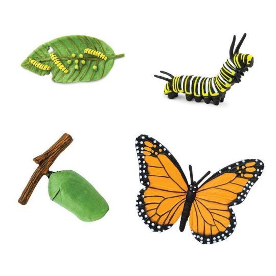 Monarch Butterfly Life Cycle Chart