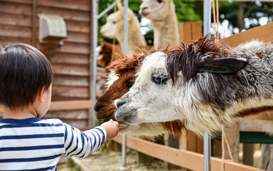 Field Trips The Montessori Way: A Montessori Zoo Trip